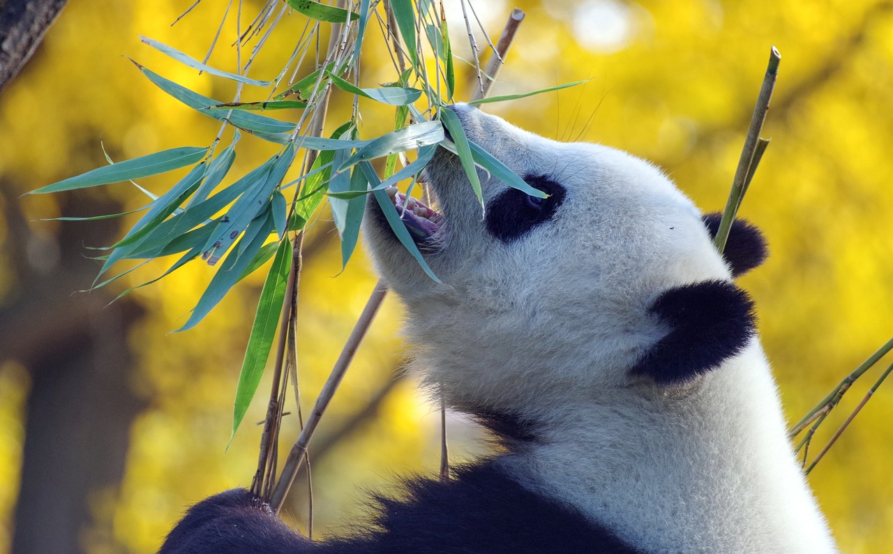 pandaの発音