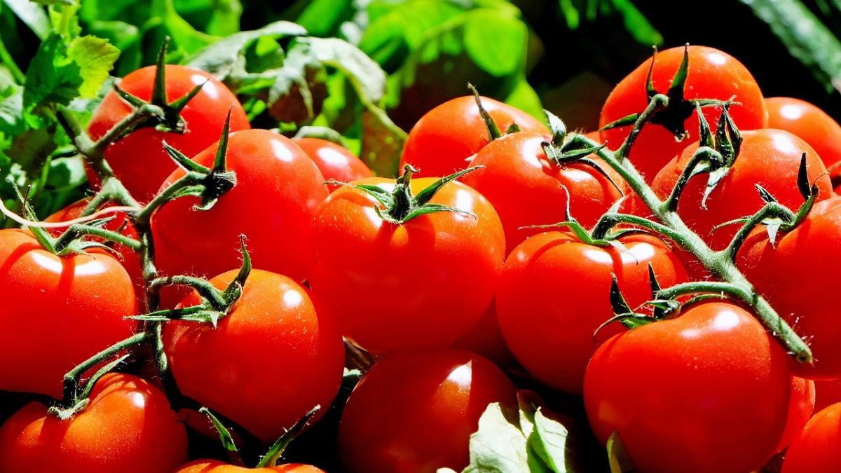 トマトって英語でなんて言う？トマトを生で食べる国は少ないって本当？