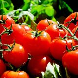 トマトって英語でなんて言う？トマトを生で食べる国は少ないって本当？