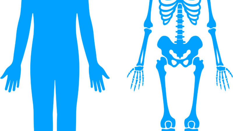 体を構成する「骨や筋肉」などの英語表現。股関節・鎖骨・肉離れ・頭蓋骨からガイコツまで！