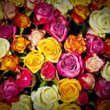 「薔薇」は英語で何て言う？花言葉やまつわることわざなどの英語表現も解説！