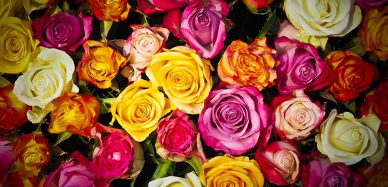 「薔薇」が英語で何て言う？花言葉や薔薇にまつわることわざなどの英語表現も解説！
