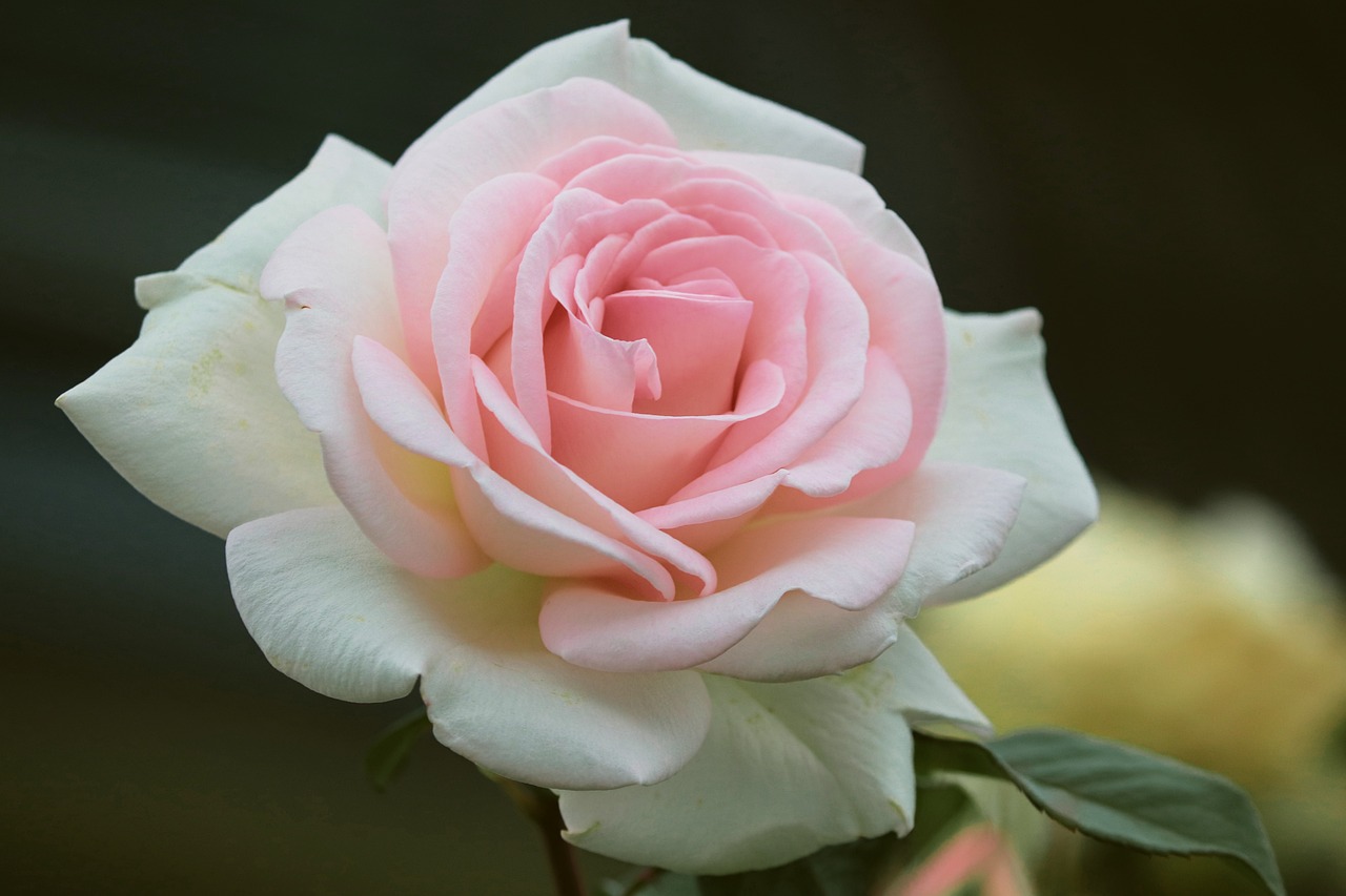薔薇の花言葉は「愛」「美」！色によっても花言葉がある