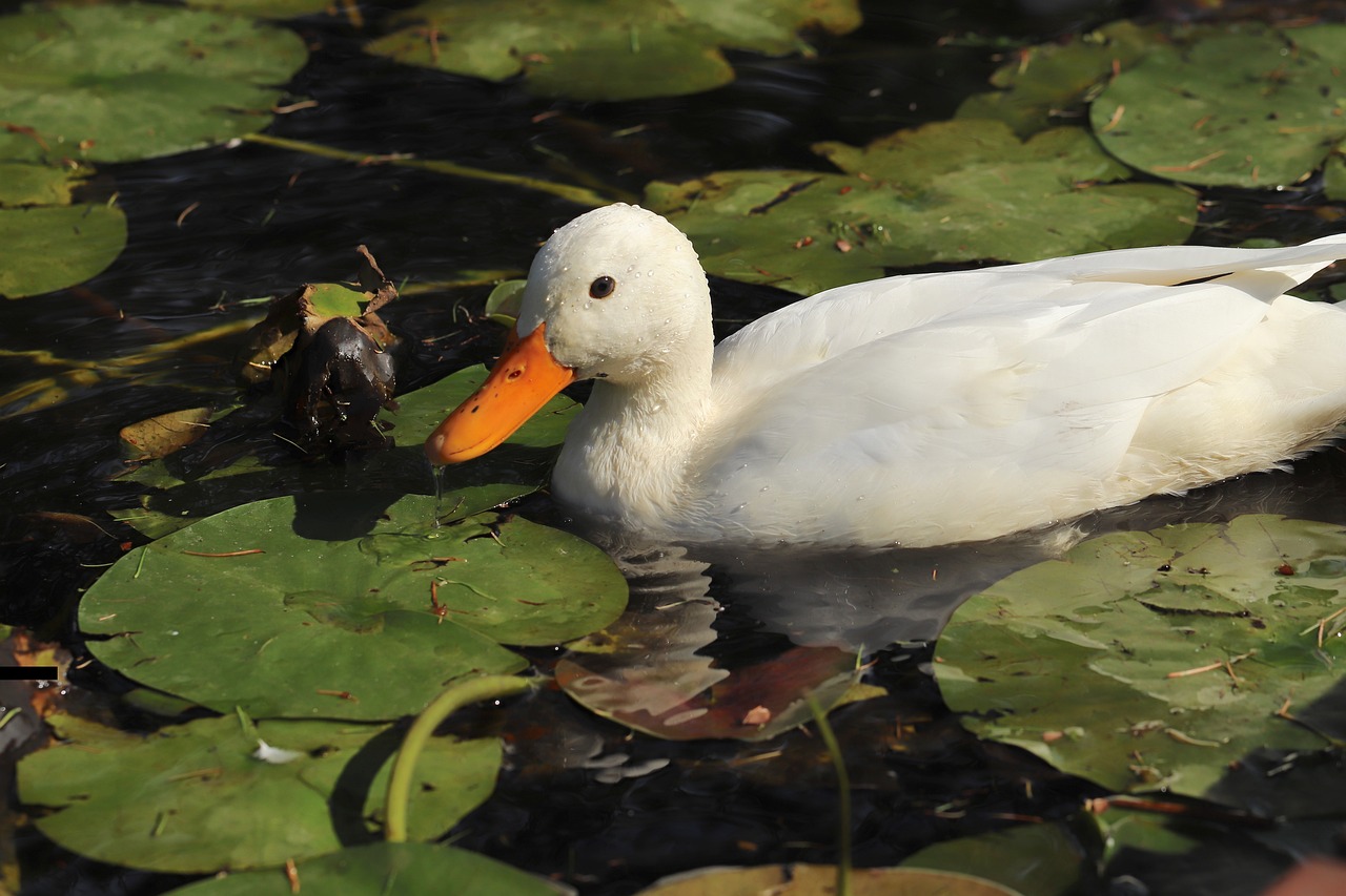 water off a duck's back