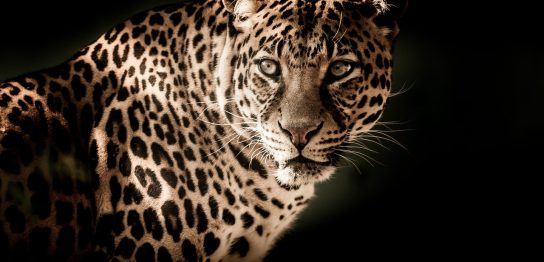 「豹」は英語で何て言う？ 黒豹などの種類、ヒョウ柄についても解説