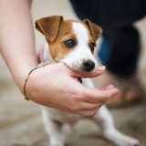 「噛む」は英語で何て言う？「ガムをかむ」や「犬が噛む」の言い方も紹介