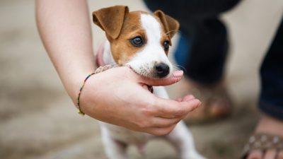 「噛む」は英語で何て言う？「ガムをかむ」や「犬が噛む」の言い方も紹介