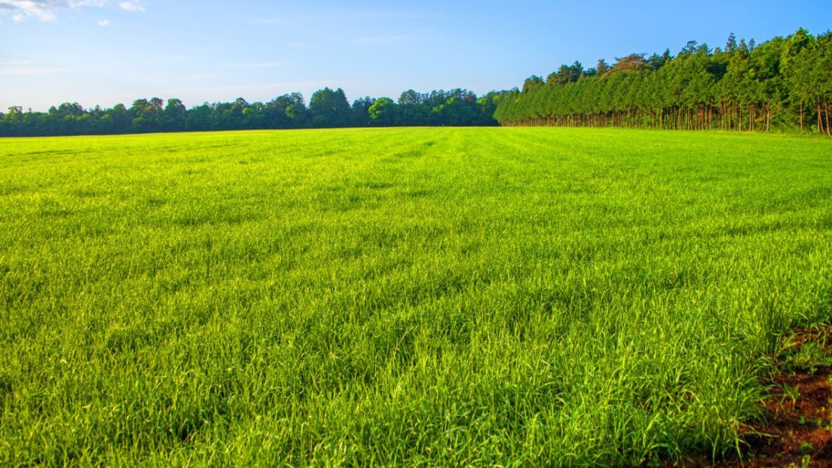 英語で草原・野原・牧草地・平原とは？緑がたっぷりな場所の表現を紹介