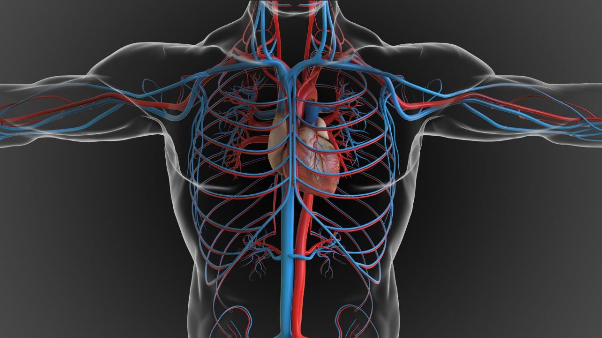 「静脈」は英語で何て言う？大動脈や静脈血など静脈にまつわる英語を紹介