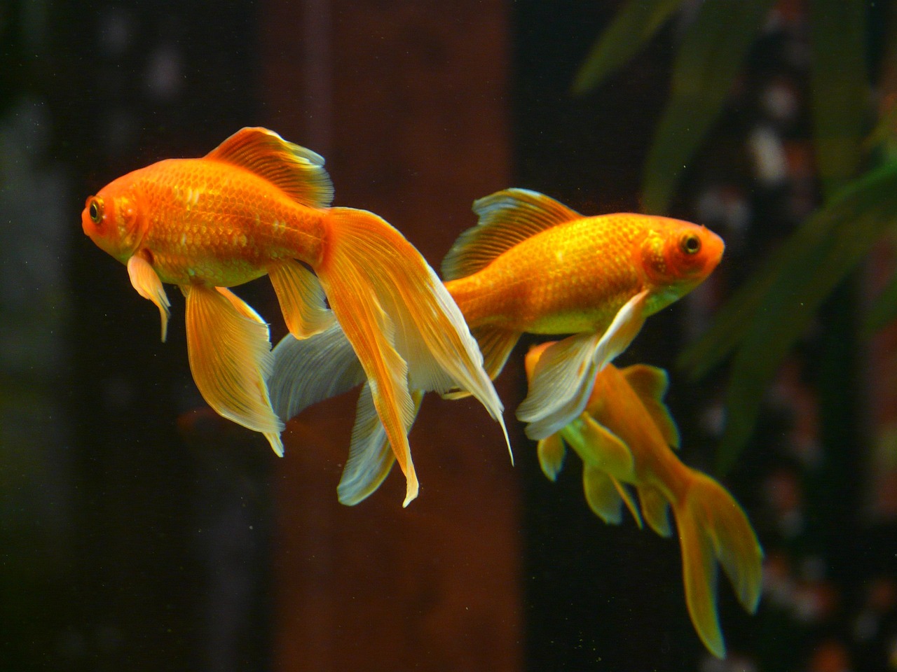 「金魚」は複数形でも ”goldfish”