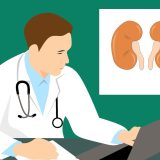 「腎臓」は英語で何て言う？腎臓病や”Renal”の意味なども紹介