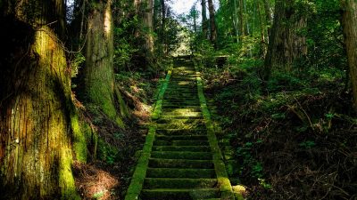 「苔」の英語って何だろう？苔と藻の違い、舌苔・苔寺。苔バーガーではない美味しいモスバーガー