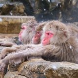 猿にまつわる英語いろいろ！monkeyやape、猿ぐつわや猿真似にスラング2選も紹介