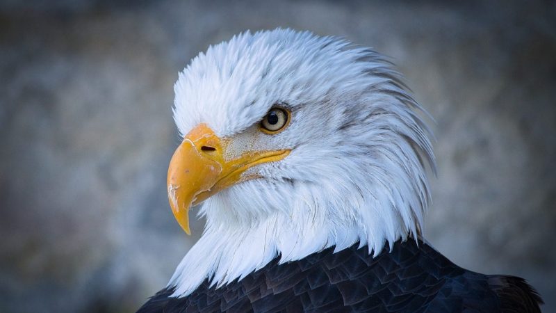 「鷲（ワシ）」は英語で”Eagle”イーグル｜「鷲の子」「鷲の巣」も紹介