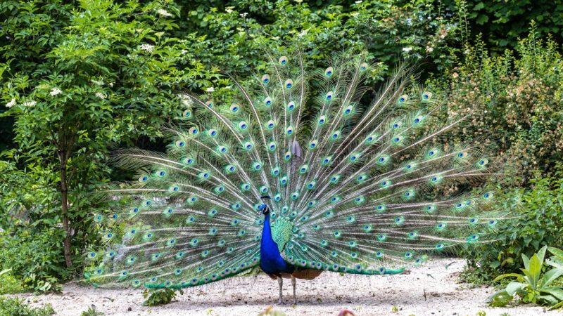 「孔雀（クジャク）」の英語はオスとメスで違う？羽を広げるのはナゼ？