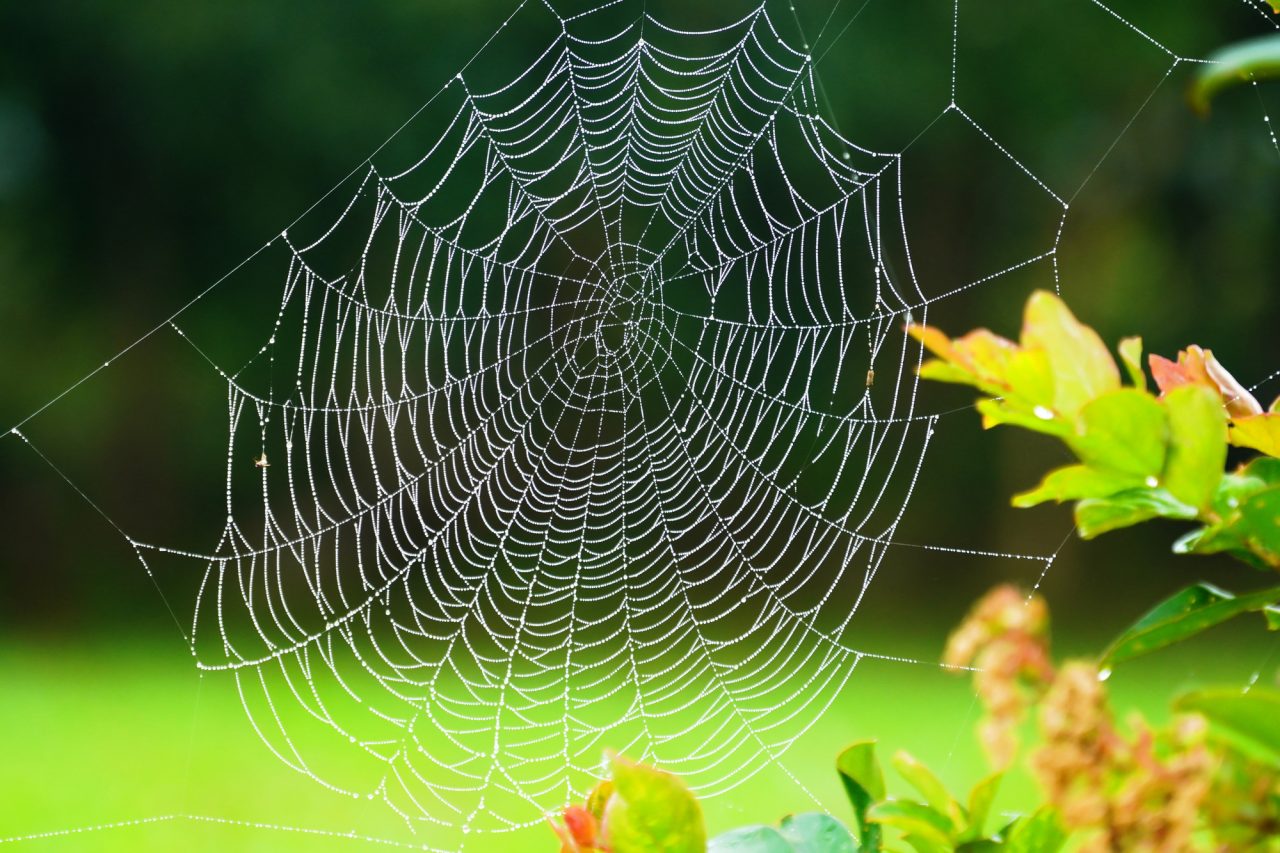 「蜘蛛」は英語で何て言う？かっこいい蜘蛛の名前や糸の言い方