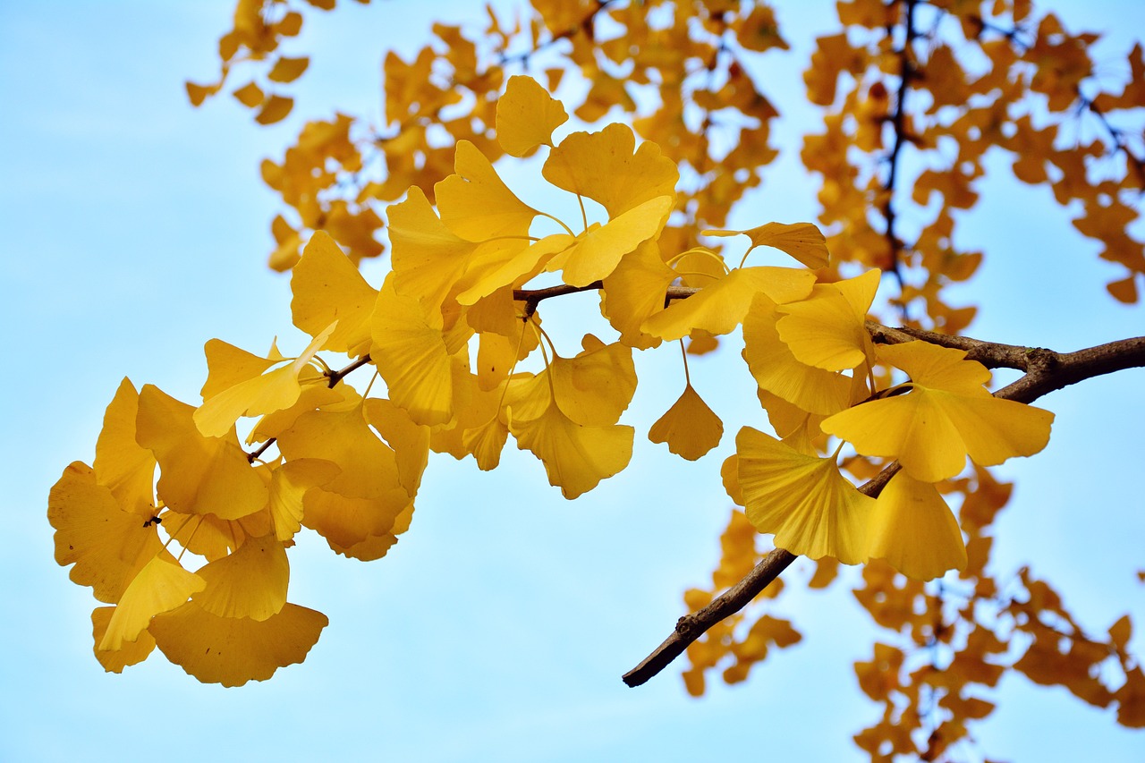 「松」や「桜」など、楓以外の美しい木々も英語で言ってみよう！