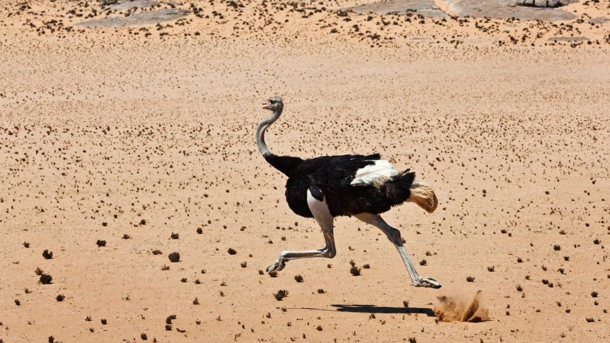 飛べない鳥「ダチョウ」って英語でなんて言う？ostrich-like・Ostrich effect・Ostrich policyって知ってる？