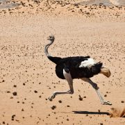 飛べない鳥「ダチョウ」って英語でなんて言う？ostrich-like・Ostrich effect・Ostrich policyって知ってる？