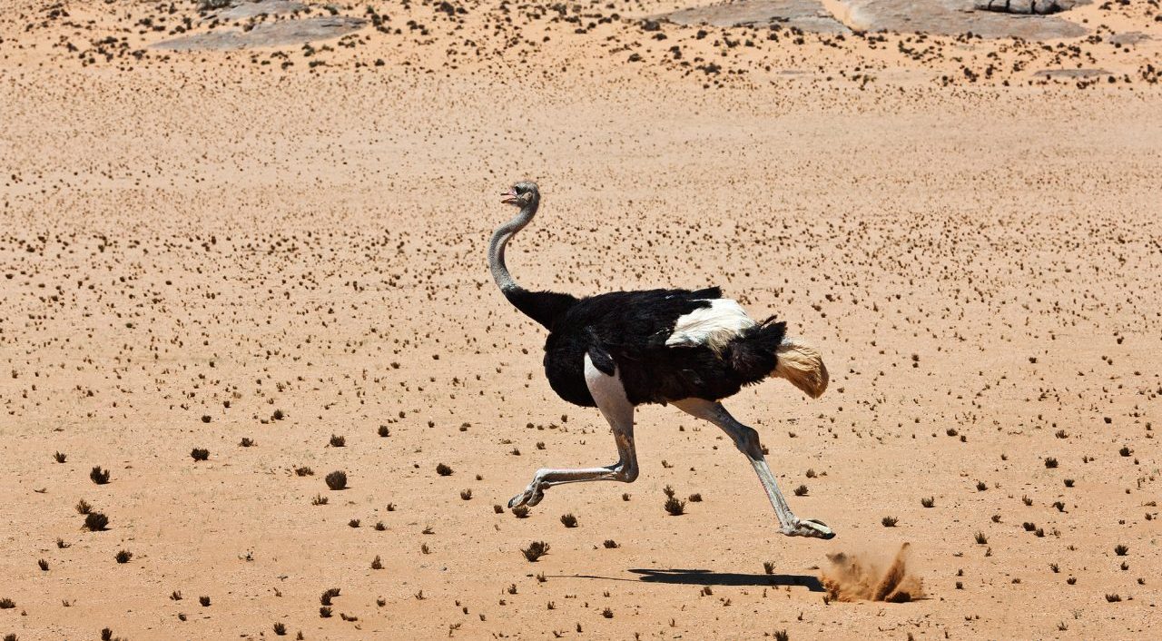 飛べない鳥「ダチョウ」って英語でなんて言う？ostrich-like・Ostrich