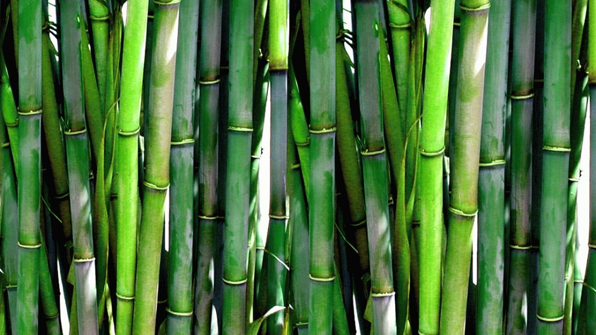 「竹」の英語bamboo。竹林・たけのこ・竹串・竹ひご・竹刀などの表現を覚えよう