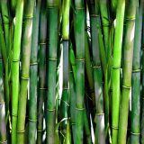 「竹」の英語bamboo。竹林・たけのこ・竹串・竹ひご・竹刀などの表現を覚えよう