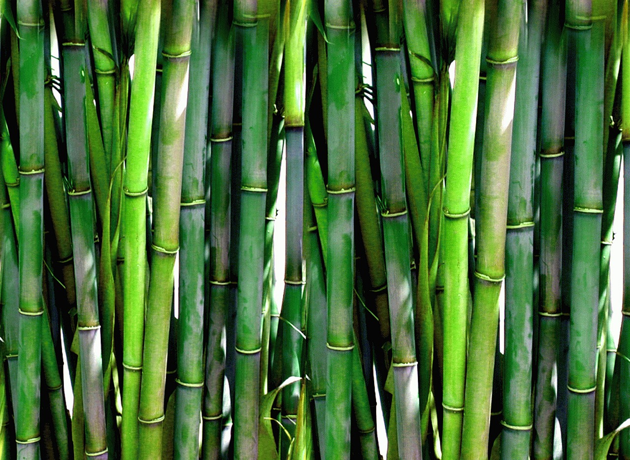 「竹」の英語bamboo。竹林・たけのこ・竹串・竹ひご・竹刀などの表現を覚えよう