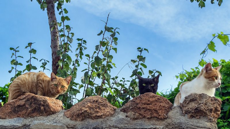 「猫」の種類や鳴き声を英語で言うと？『猫に小判』などのことわざも紹介！