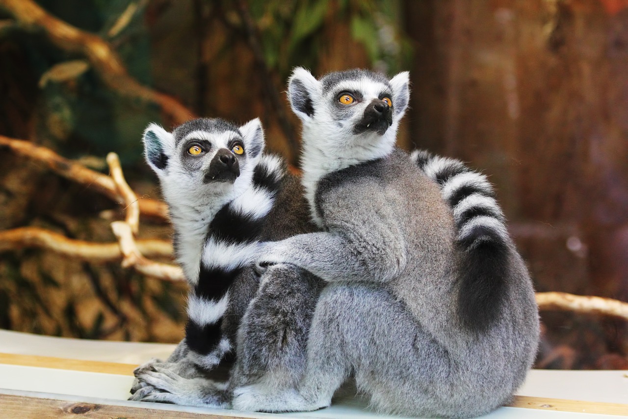 オークランド動物園