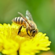 「蜂」は英語で何て言う？スズメバチやミツバチの言い方も紹介