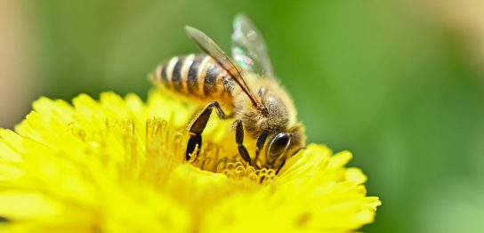 「蜂」は英語で何て言う？スズメバチやミツバチの言い方も紹介