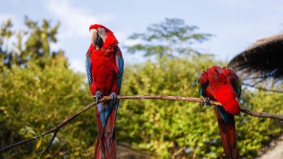 「オウム」って英語でなんていうの？parakeetとparrotの違いも徹底解説！