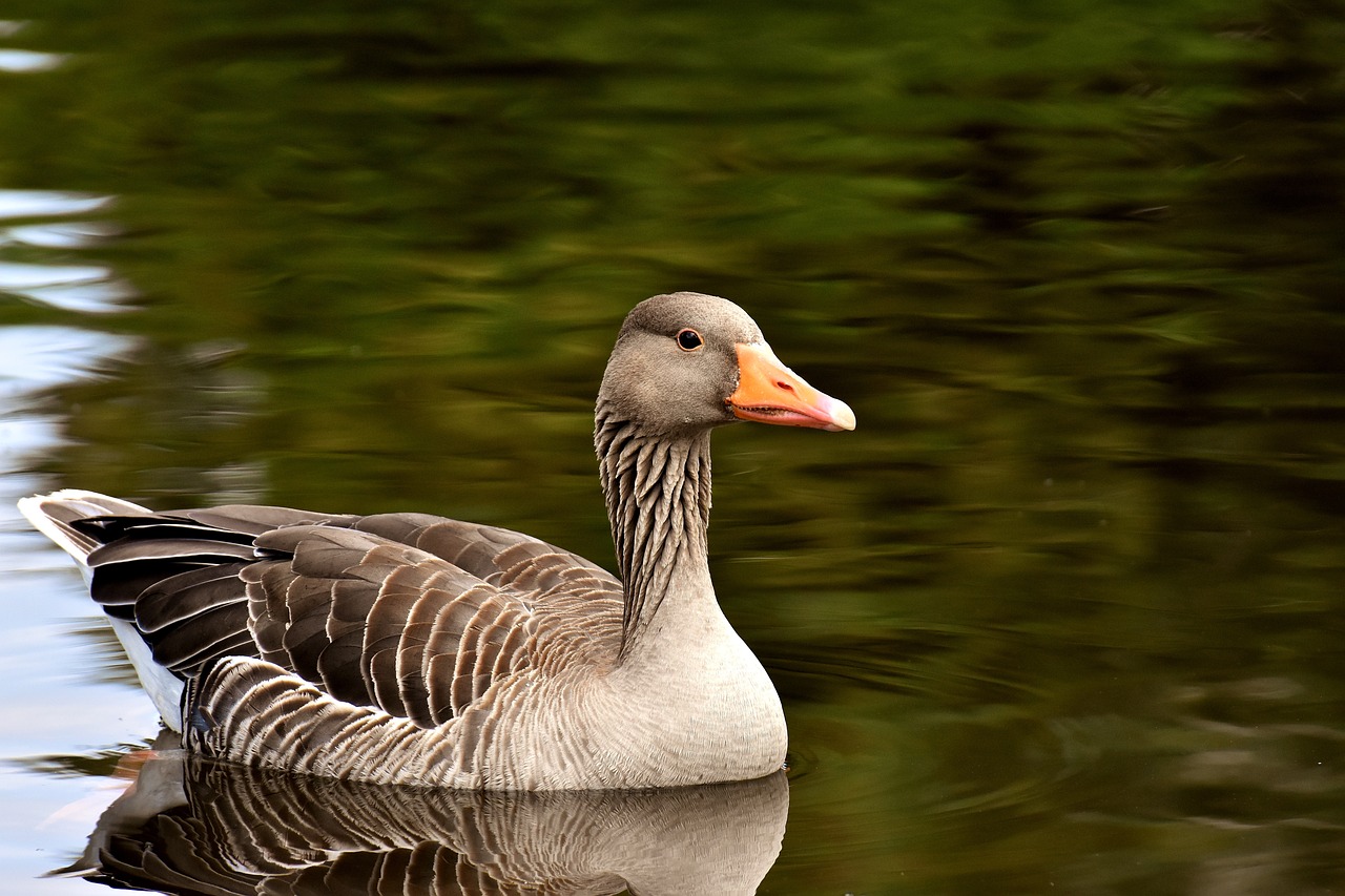 「鳥肌」は英語で何て言う？