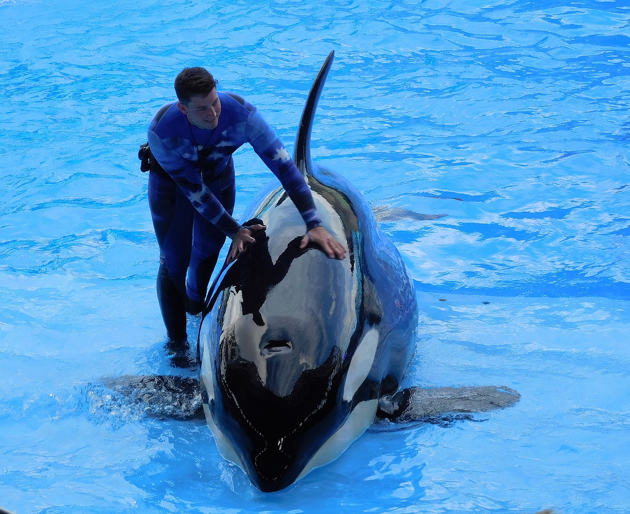 水族館スタッフ