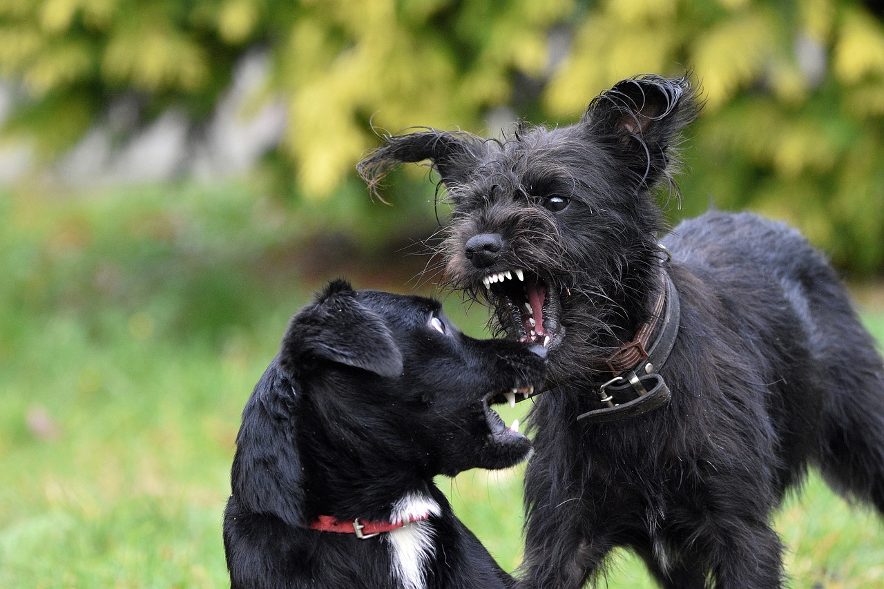 dog eats dog