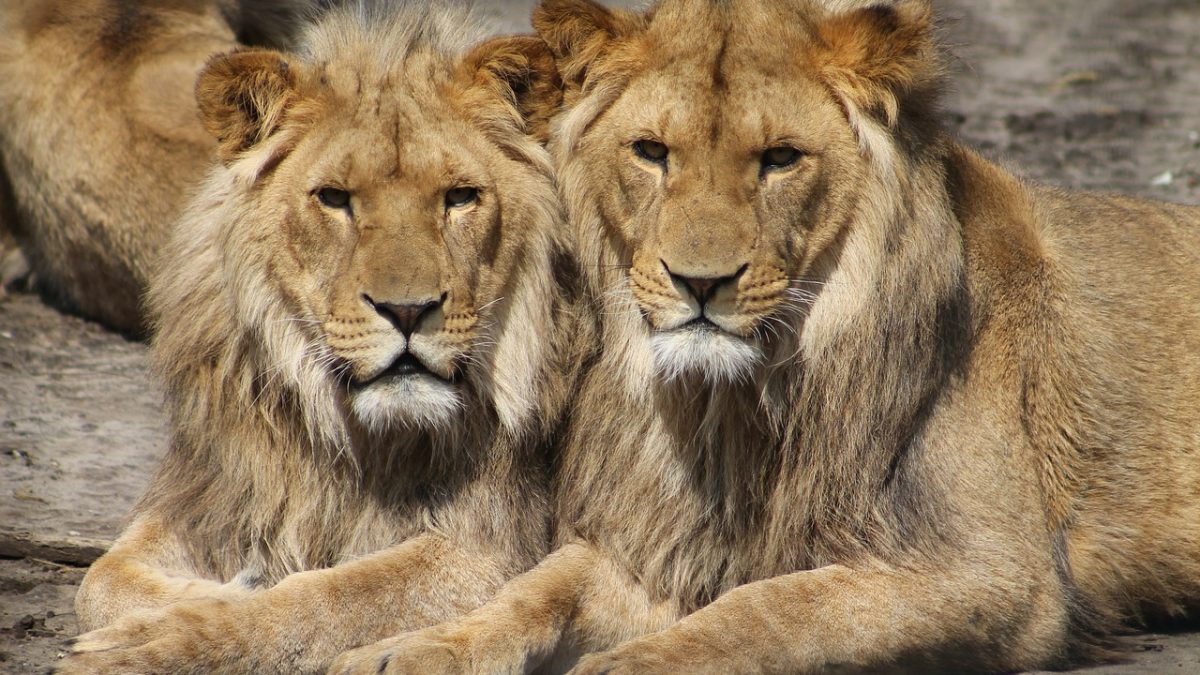 子どもが楽しめる世界の観光スポット｜ブラジル「リオ動物園」「イビラブエラ公園」