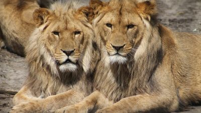 子どもが楽しめる世界の観光スポット｜ブラジル「リオ動物園」「イビラブエラ公園」