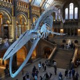 Natural History Museum, London