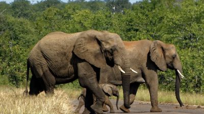 子どもが楽しめる世界の観光スポット｜南アフリカ「クルーガー国立公園」「テーブルマウンテン」