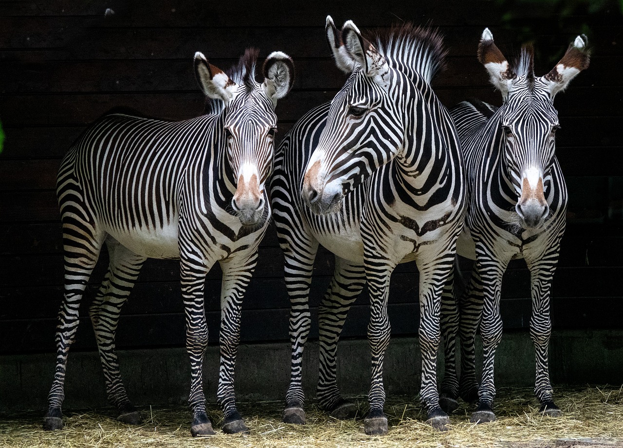 リオ動物園