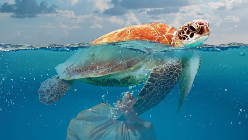 子どもと一緒に英語で考える環境問題「海洋プラスチック問題」