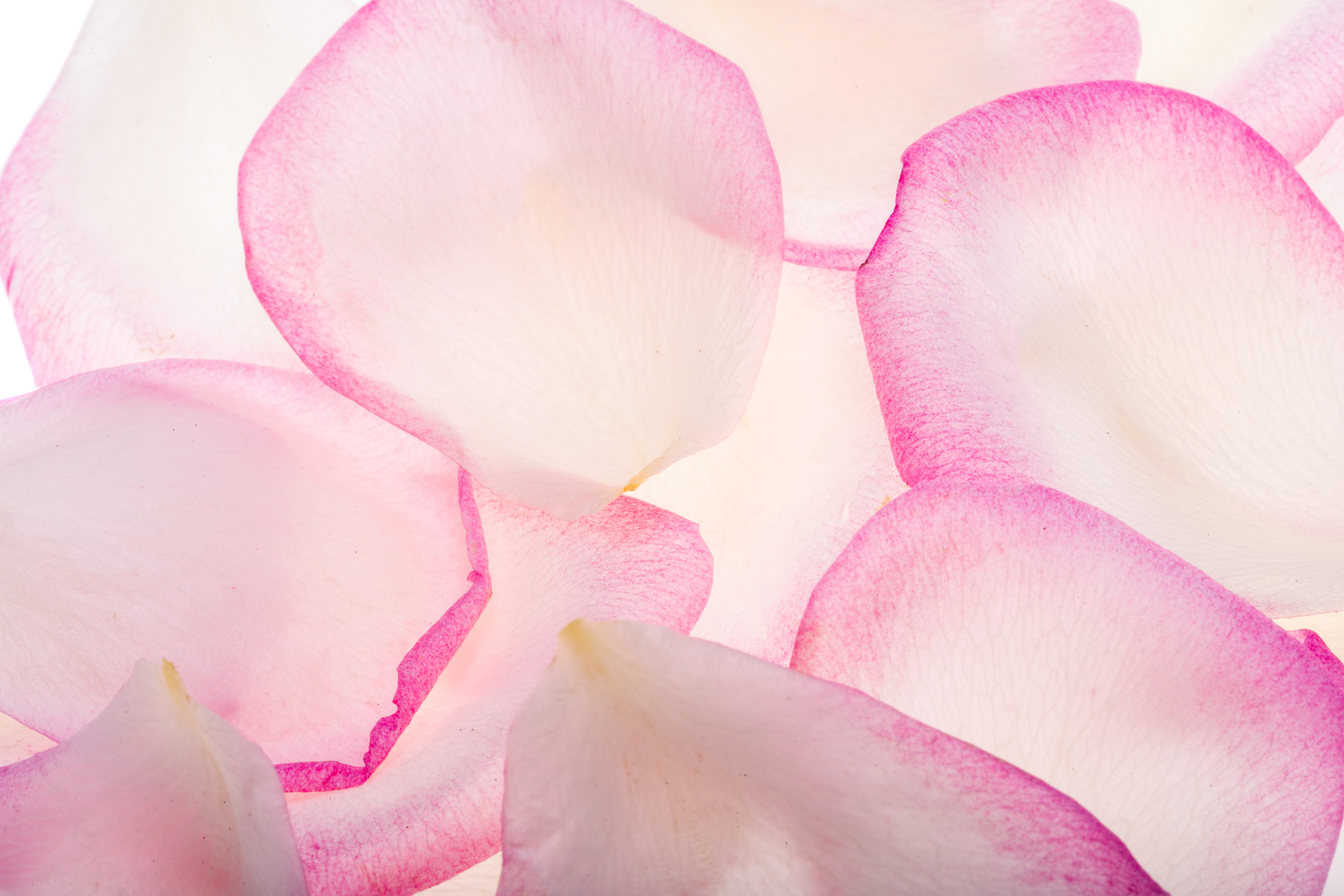 ピンク」って英語でなんていうの？英語表現や実際の使用例を紹介  