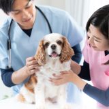 【vet】の意味とは？動物のお医者さんを表す英語の使い方を例文で紹介