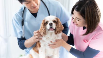 【vet】の意味とは？動物のお医者さんを表す英語の使い方を例文で紹介