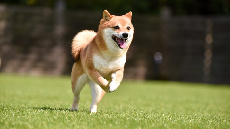 【bound】の意味とは？基本的な使い方や熟語まで解説！