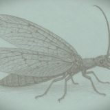 節足動物【オオキバヘビトンボ】を英語で紹介！迫力ある見た目を持つヘビトンボの特徴とは？