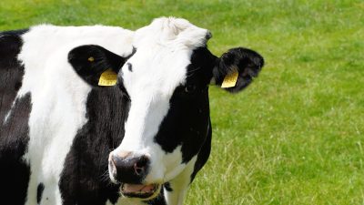 「モーモー」は英語で何と言う？他の家畜の鳴き声と牛の呼び名も紹介！