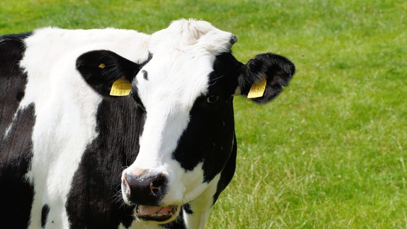 「モーモー」は英語で何と言う？他の家畜の鳴き声と牛の呼び名も紹介！