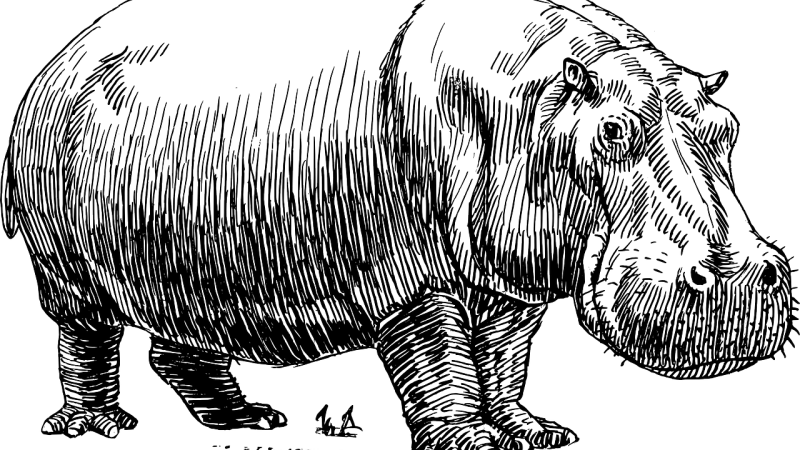 ゴルゴプスカバとは？絶滅した史上最大のカバの特徴を英語で解説