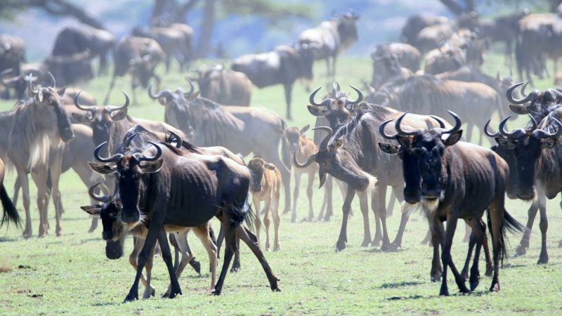 スタンピードの意味は何？”Stampede”の使い方や映画も紹介